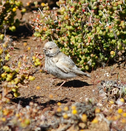 Black-eared Sparrowlark_leucistic